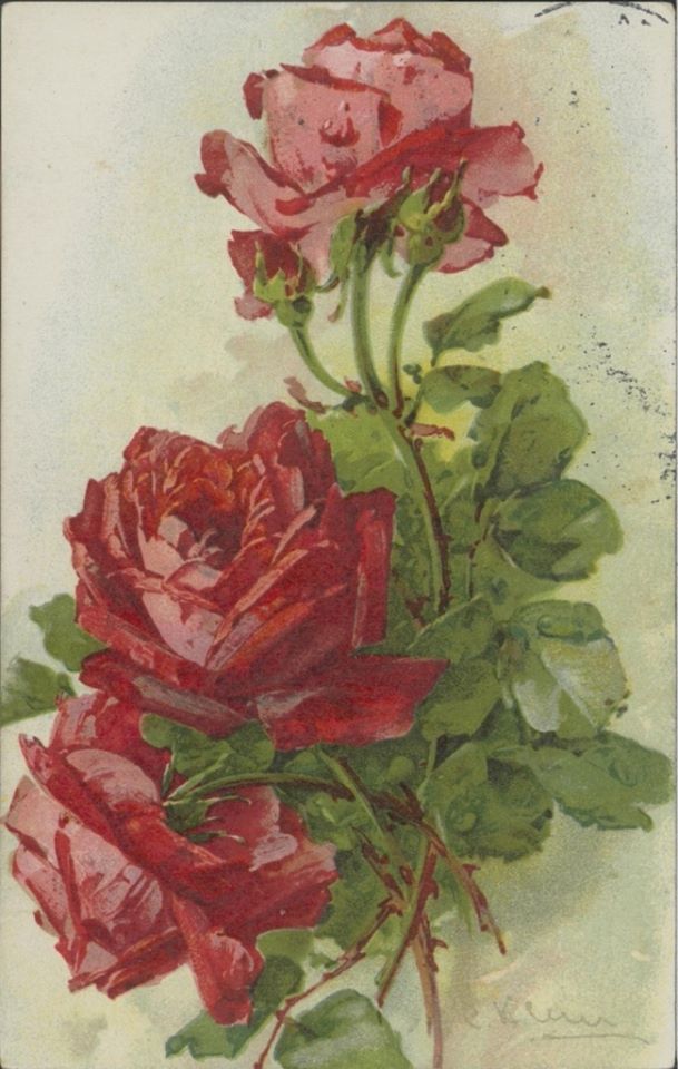 Катарина Кляйн. Красные розы.