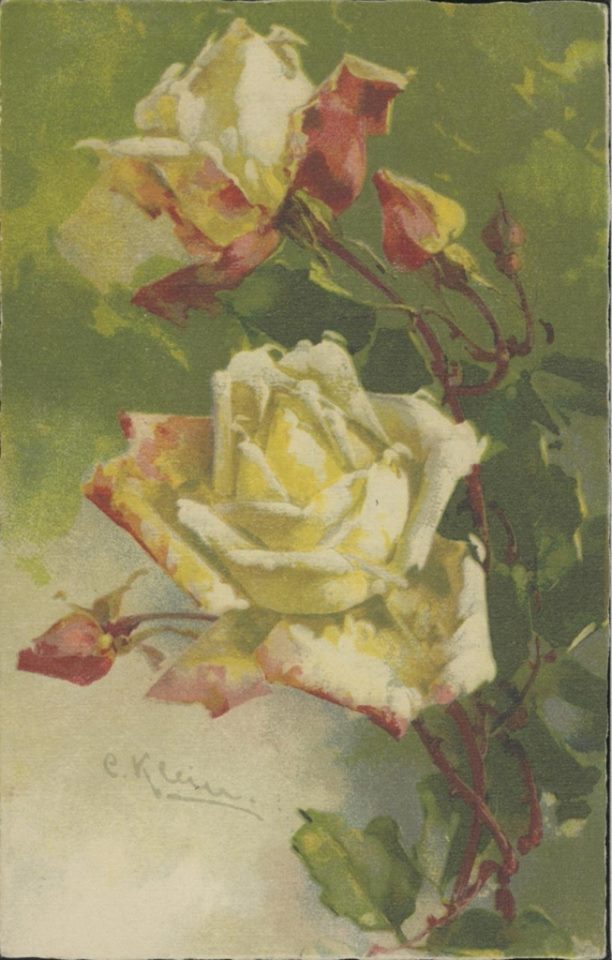 Катарина Кляйн. Белые розы.