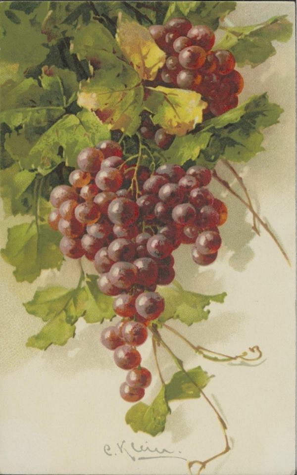 Катарина Кляйн. Ветка винограда.